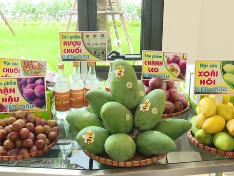 Hơn 500 tấn trái cây của nông dân Sơn La được tiêu thụ qua sàn thương mại điện tử