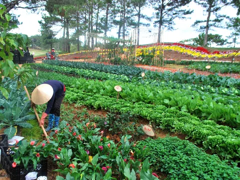 Huyện Lạc Dương, Lâm Đồng: Đẩy mạnh mô hình du lịch canh nông