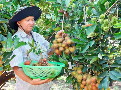 Gia Lai có 526 loại cây ăn quả, cây công nghiệp được công nhận đầu dòng
