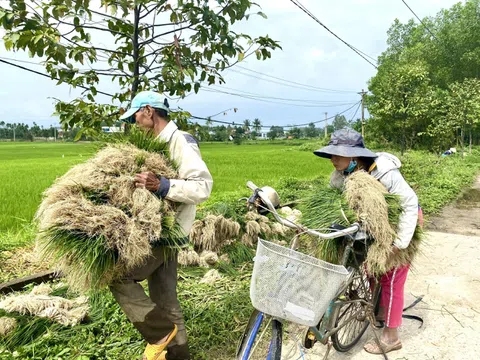 Thủ phủ trồng kiệu ở Quảng Ngãi được mùa nhưng mất giá dịp cận Tết