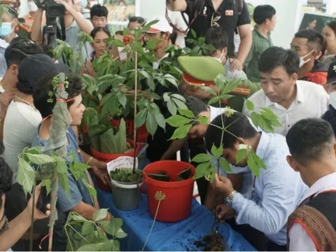 Quảng Nam: Hình thành trung tâm công nghiệp dược là yêu cầu cần thiết, cấp bách