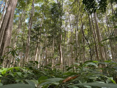 Ban quản lý VQG Chư Mom Ray (Kon Tum): Hành trình bảo vệ rừng 2024, tổng kết và định hướng