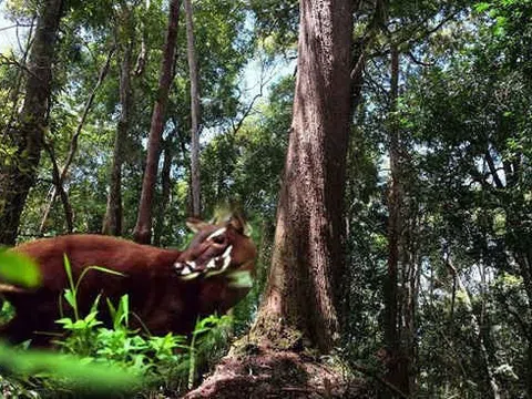 Thách thức và nỗ lực bảo vệ rừng ở Khu bảo tồn Sao La