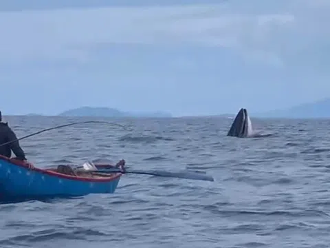 Cá voi săn mồi xuất hiện ở vùng biển Bình Định