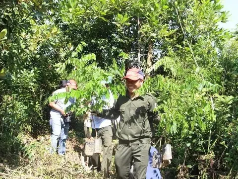 Trồng 10.000 cây lim xanh tại rừng phòng hộ Phú Ninh, Quảng Nam