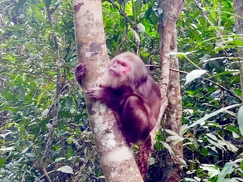 Thả hai cá thể động vật rừng quý hiếm về Nam Cát Tiên