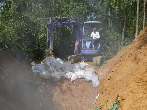 Nguy cơ dịch bệnh chăn nuôi: Quảng Ngãi liên tiếp ghi nhận cúm A H5N1 và tả heo châu Phi