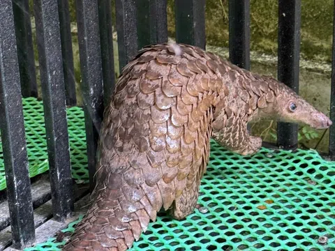 Phát hiện tê tê Java trong nhà, người dân Đà Lạt kịp thời báo kiểm lâm