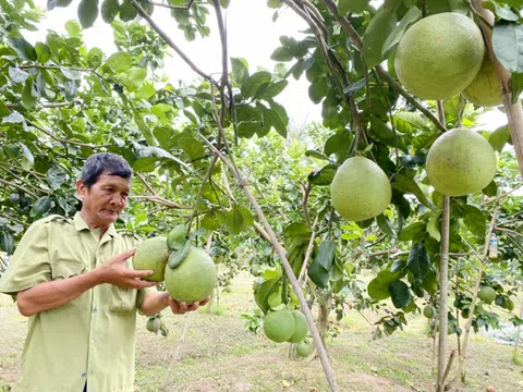 Kinh tế tập thể góp phần phát triển nông nghiệp, nông thôn