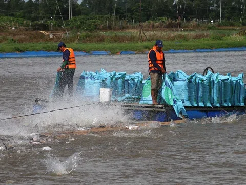 An Giang xác định nông nghiệp là “trụ đỡ” trong phục hồi kinh tế