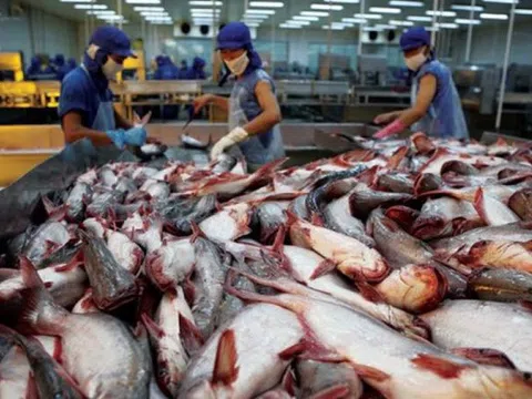 Thúc đẩy mở rộng thị trường và nâng cao thương hiệu cho cá basa Việt Nam tại Australia