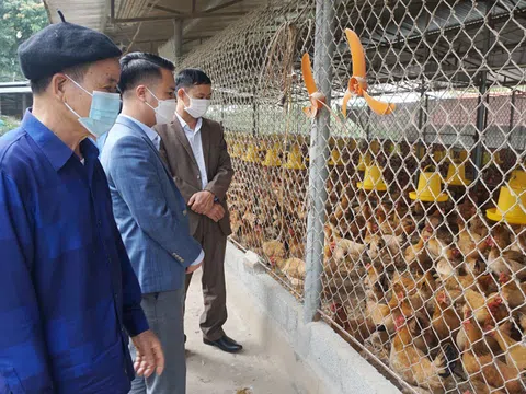 Thái Nguyên: Phát triển chăn nuôi gà an toàn sinh học gắn với liên kết tiêu thụ sản phẩm