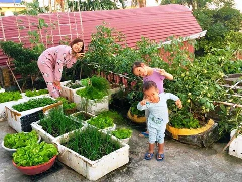 Biến sân thượng thành khu vườn rau, củ sạch chuẩn organic