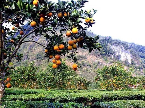 Xúc tiến thu hút đầu tư nông nghiệp vào tỉnh Lai Châu