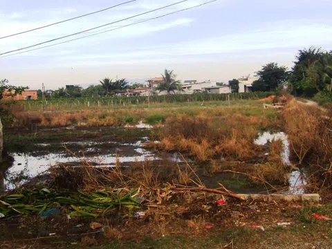 Câu chuyện “Tấp chà gai”