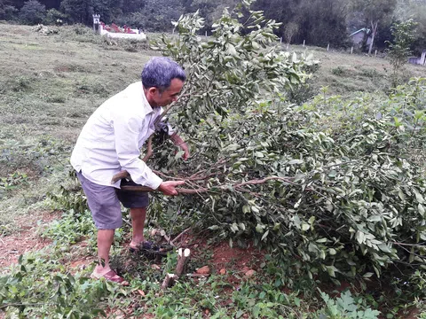 Hà Tĩnh: Một thương binh liên tục bị chặt phá vườn cây ăn quả