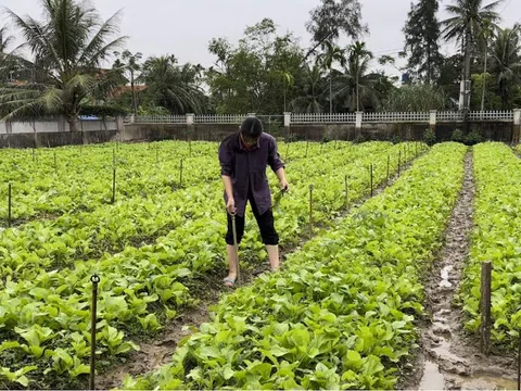 Nông dân Quỳnh Lưu, Nghệ An đẩy mạnh sản xuất nông nghiệp theo hướng hữu cơ