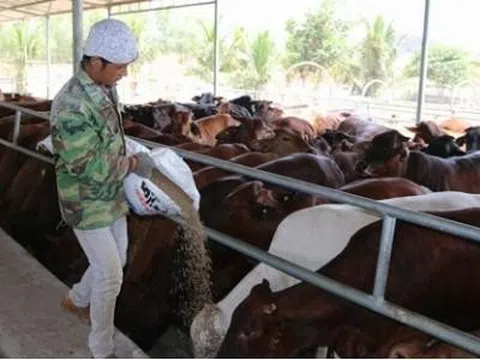 Bà Rịa - Vũng Tàu: Giải pháp giảm chi phí sản xuất, chăn nuôi