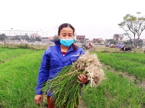 Hà Tĩnh: Ảnh hưởng của đại dịch Covid - 19, hành tăm gặp khó trong tiêu thụ