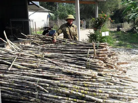 Làng mật mía Hà Tĩnh tất bật vào vụ tết