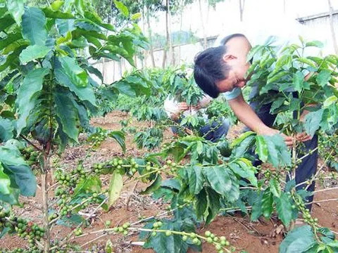 Nhu cầu tài chính vi mô của các hộ trồng cà phê tại huyện Mai Sơn (Sơn La)