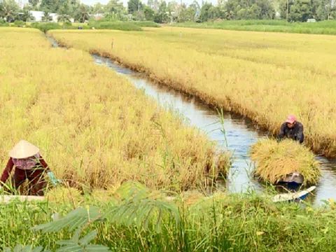 Kiên Giang: Lúa hữu cơ góp phần nâng cao giá trị nông sản