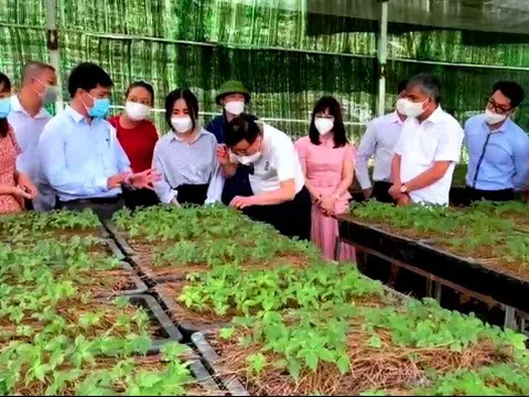 Cơ hội để Điện Biên đưa thế mạnh nông lâm nghiệp vươn xa
