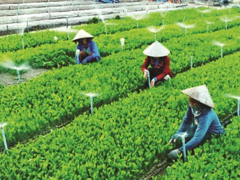 Phú Yên: Hỗ Trợ và xây dựng lại hệ thống các hợp tác xã