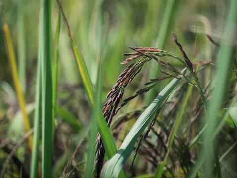 Những nỗ lực bảo tồn tài nguyên di truyền thực vật lương nông ở Việt Nam (Phần III)