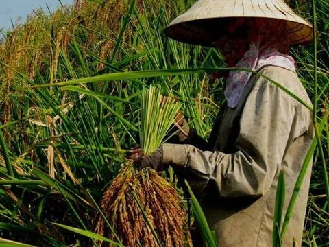 Bảo tồn và phát triển ngoại vi tài nguyên di truyền lương nông  (Phần IV)