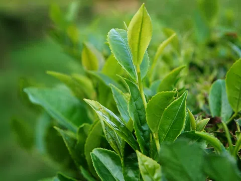 Đa dạng tài nguyên di truyền thực vật lương nông ở Việt Nam (Phần II)