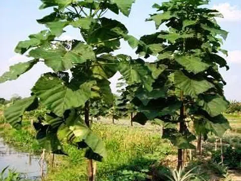 Cây Hông - Cây xóa đói giảm nghèo ở Hà Giang?