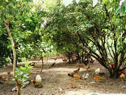 Bàn thêm về một số mô hình trang trại ở Việt Nam