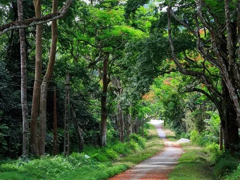 Ngành Lâm nghiệp Việt Nam đã trải qua 77 năm phát triển