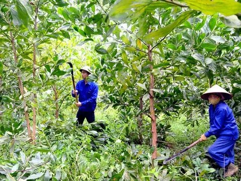 Tuyên Quang: Từng bước Phát triển lâm nghiệp bền vững