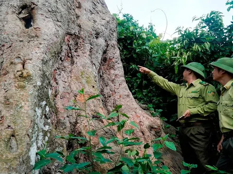 Quản lý rừng phòng hộ và đặc dụng: Thành tựu, tồn tại và thách thức