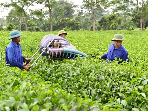 Tuyên Quang: Xây dựng lực lượng lao động nông thôn có kiến thức, tay nghề cao