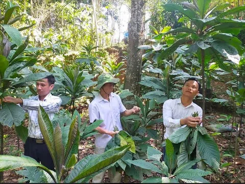 Yên Bái: Huyện Trấn Yên phát triển 4 sản phẩm đặc sản hữu cơ