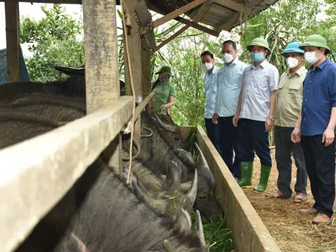 Yên Bái: Huyện Lục Yên phát triển chăn nuôi theo hướng hàng hóa