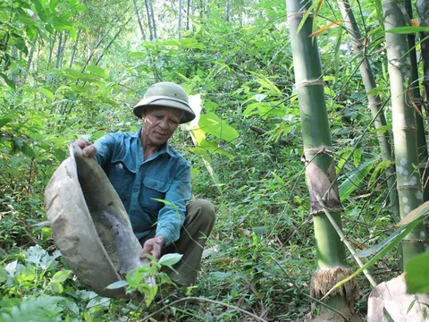 Thanh Hóa: Cây luồng một đời thủy chung...