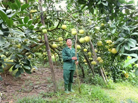 Tuyên Quang: Thoát nghèo nhờ trồng bưởi đường