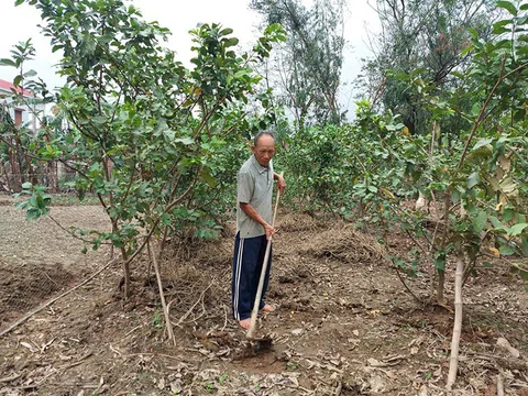 Huyện Quảng Ninh (Quảng Bình) Cải tạo vườn tạp, xây dựng vườn kiểu mẫu