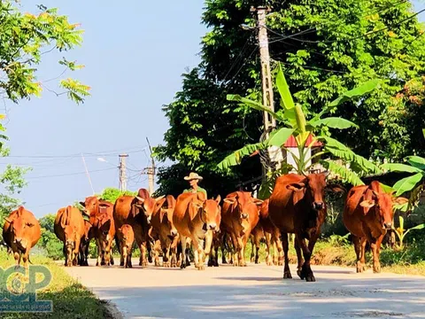 Bắc Giang: Tăng cường phòng, chống dịch bệnh động vật dịp cuối năm 2022 và đầu năm 2023