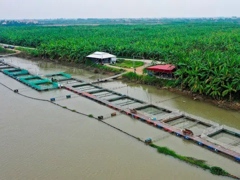 Hải Dương: Trên 7.200 lồng cá nuôi trên mặt nước