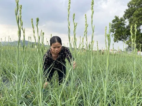 Quảng Ninh: Thu nhập cao từ mô hình trồng hoa huệ