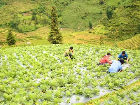 Hướng sản xuất mới giúp nâng cao thu nhập cho nông dân vùng cao Bắc Hà