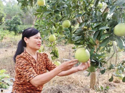 Vĩnh Phúc: Tạo sự chuyển biến tích cực trong nhận thức và hành động giúp phụ nữ phát triển kinh tế