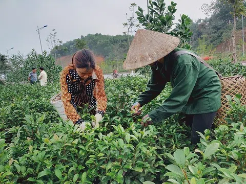 Xã Bảo Hưng (huyện Trấn Yên, tỉnh Yên Bái) xây dựng thương hiệu chè sạch