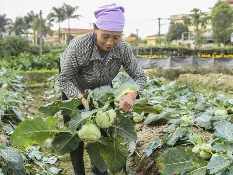 Thành phố Hải Dương: Giá trị sản xuất nông nghiệp tăng 3,5%