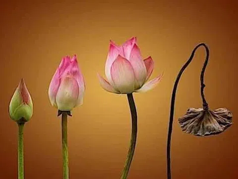 Đời người ngắn lắm hãy trân trọng